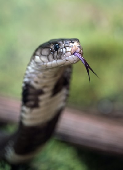 蛇的选择性聚焦摄影